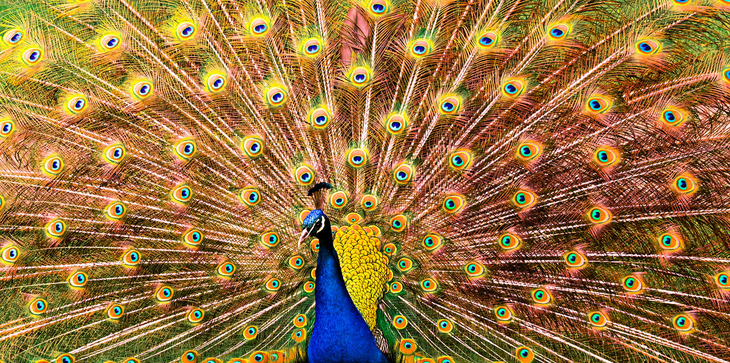 Peacock