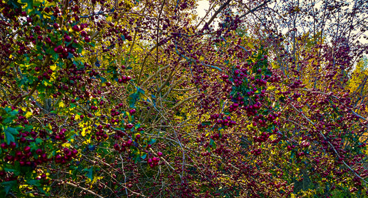 Autumn Berries