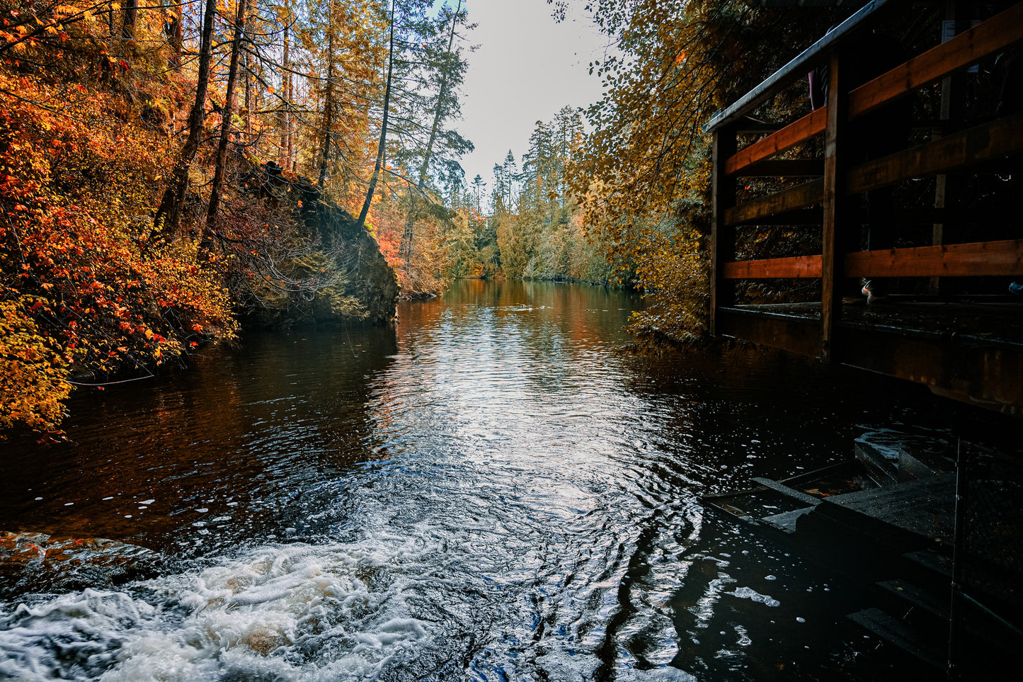 River in the woods