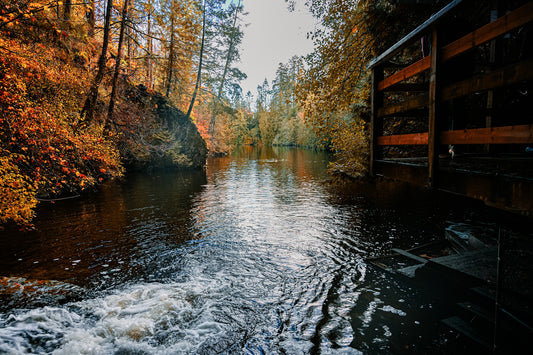 River in the woods