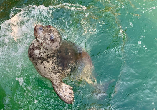Hungry Seal
